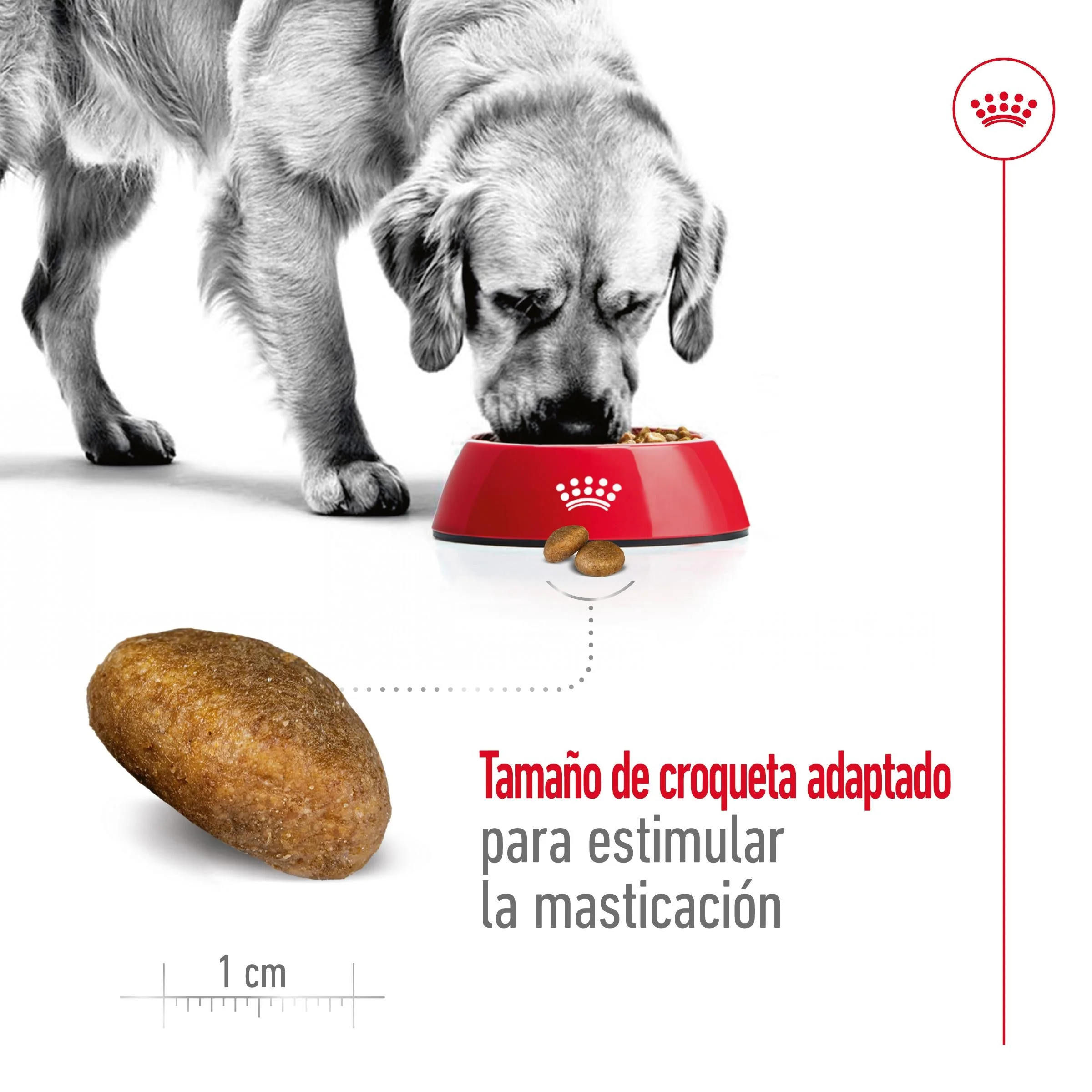 Royal Canin Maxi Adult Pienso para Perros - Image 4