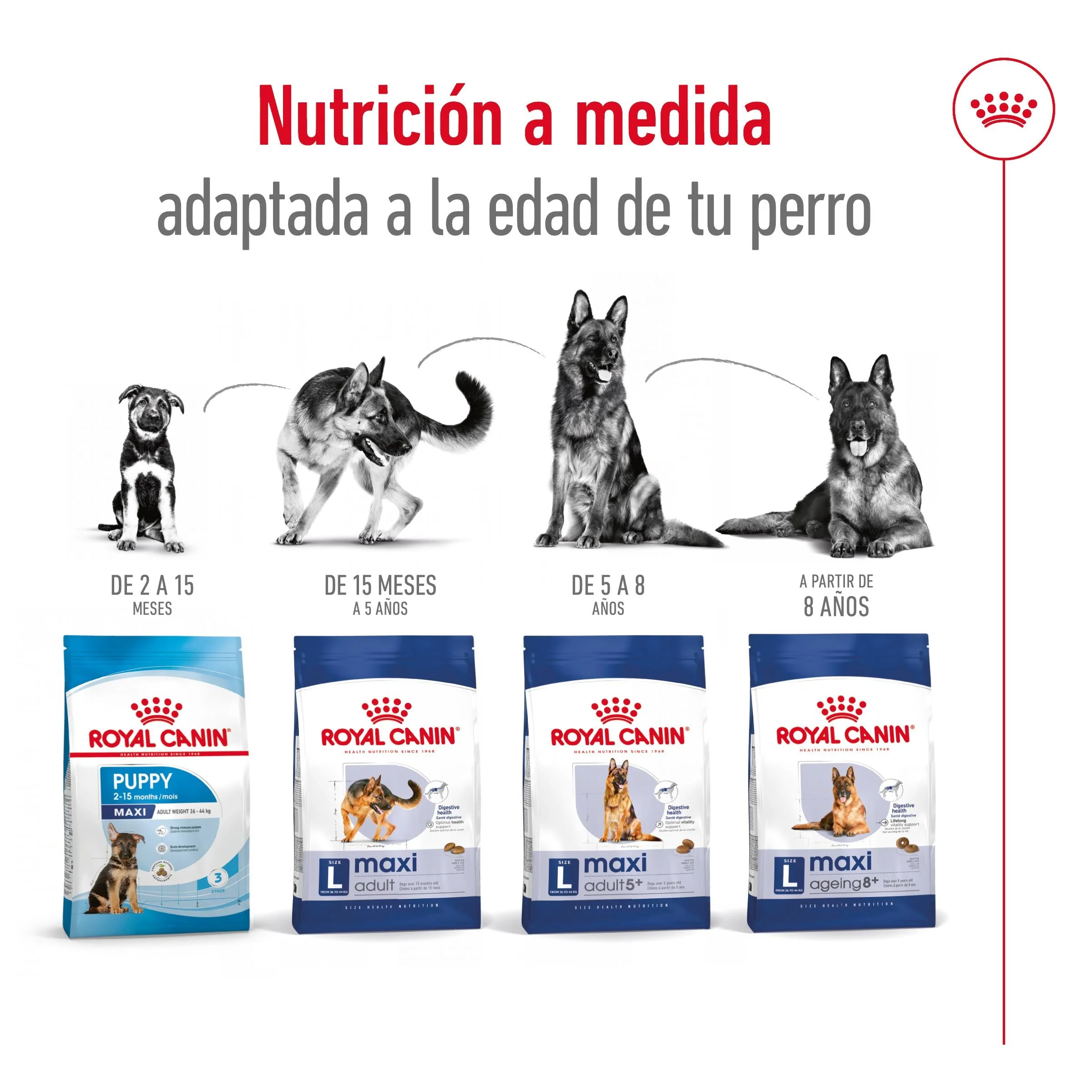 Royal Canin Maxi Adult Pienso para Perros - Image 5